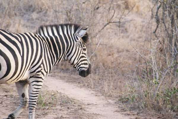 Marromeu Game Reserve, Mozambique