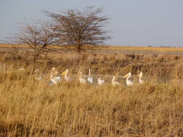 Nata Bird Sanctuary Nata River Mouth_pelicans