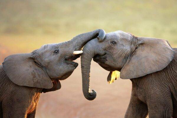 Addo Elephant Park