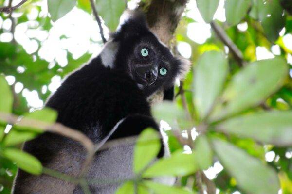 Andasibe National Park