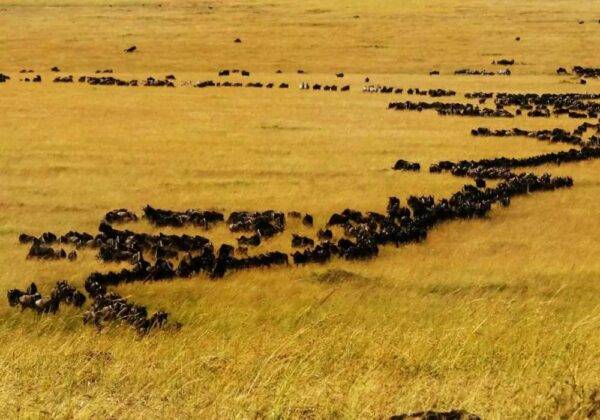 Serengeti Safaris, Great Migration