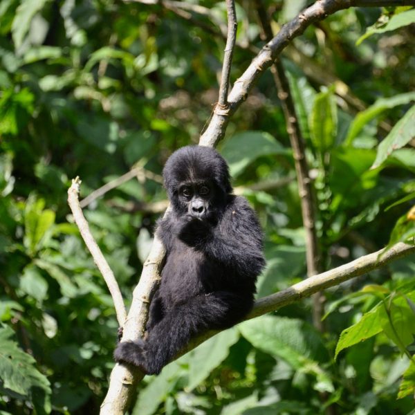 Bwindi Impenetrable Forest, Uganda