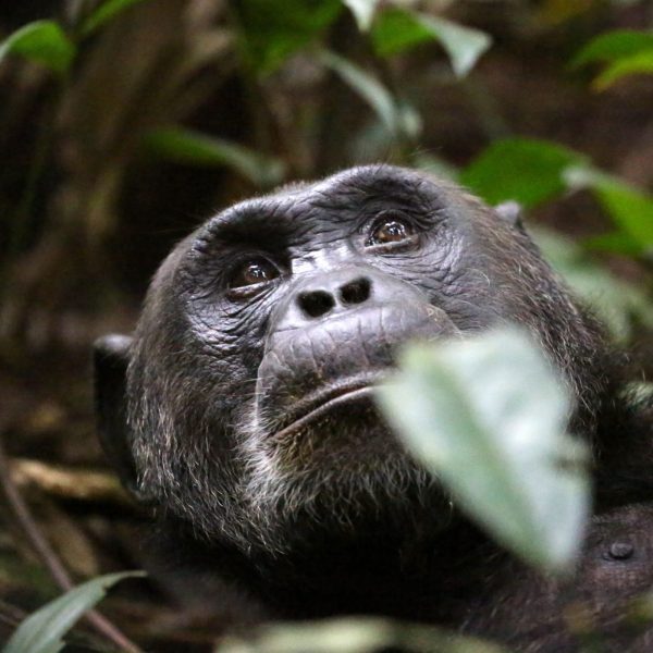 Kibale National Park, Uganda