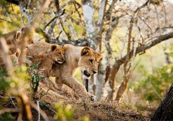 Kruger National Park