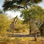 Kazuma Forest Reserve, Botswana