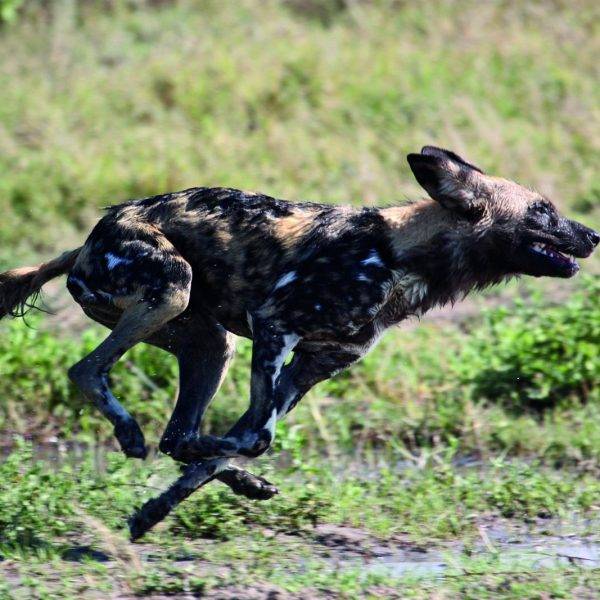 Painted Dog Conservation Centre, Zimbabwe