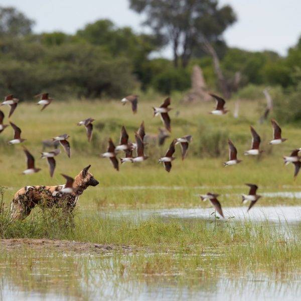 Botswana, Moremi Game Reserve