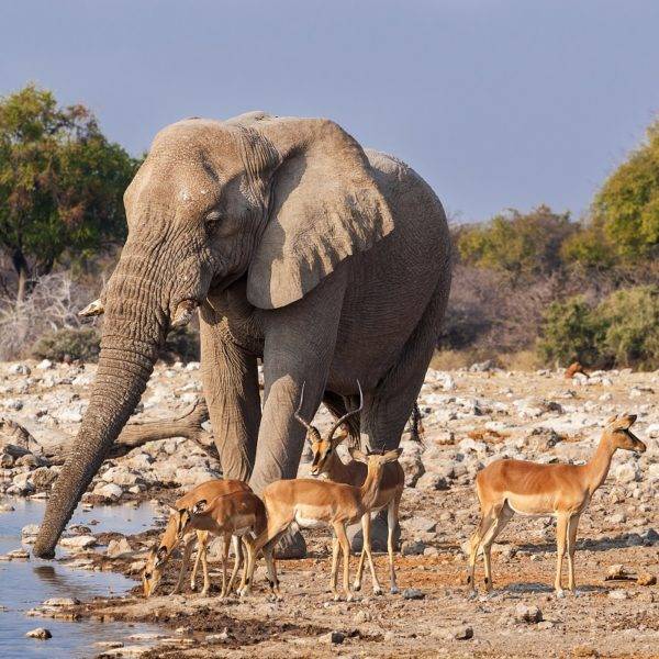 Elephant and Impala, Etosha National Park, Namibia