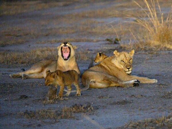 Tafika Camp - South Luangwa - Zambia