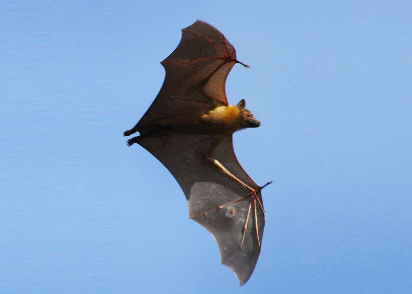 Kasanka Bat Migration, Zambia
