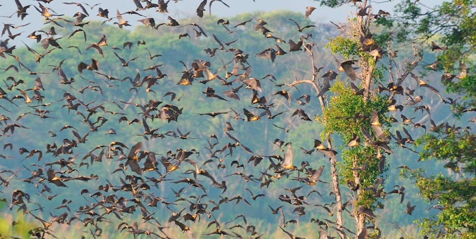 Kasanka Bat Migration, Zambia