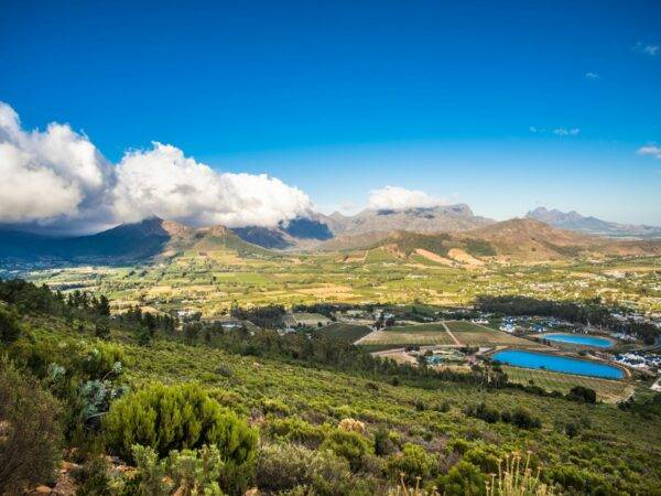 Cape Winelands - vineyards