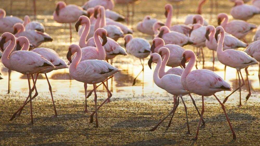 Flamingos, Tanzania