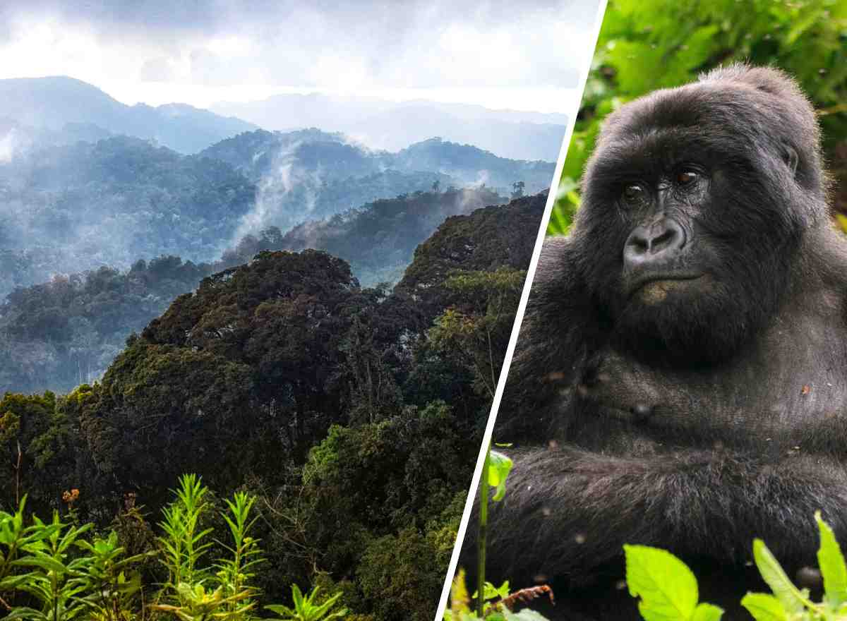Ruanda Gorilla Safari 7 Tage