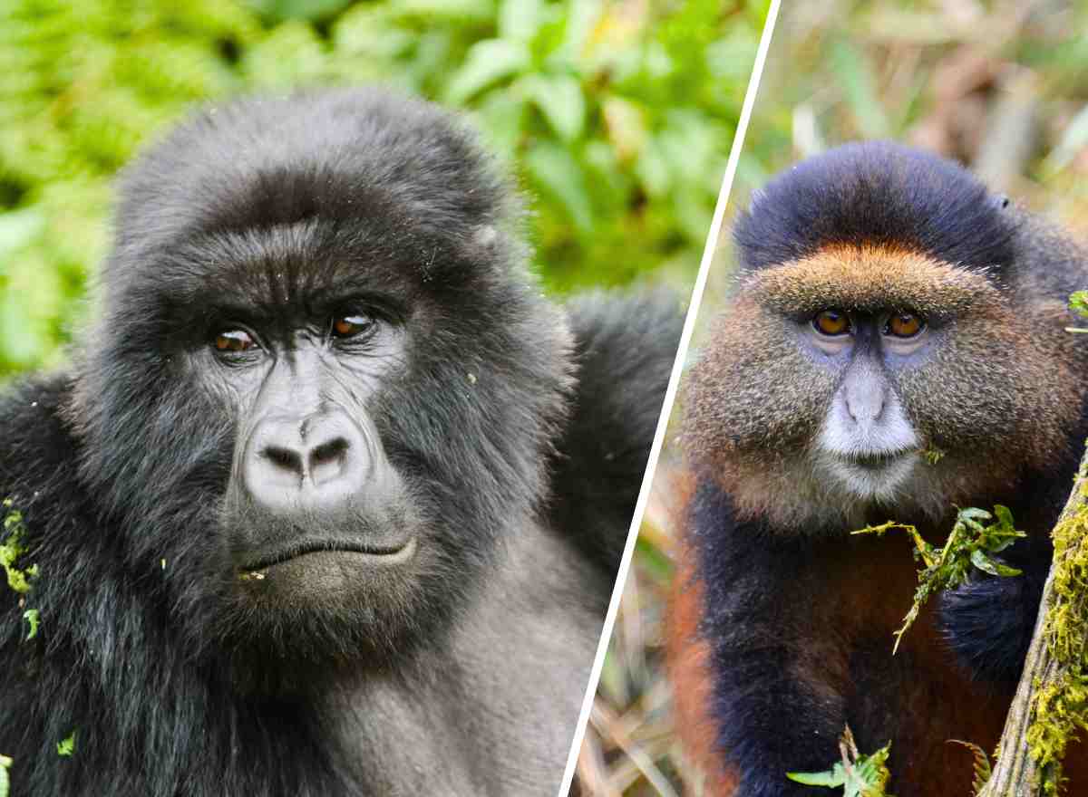 Rwanda-Gorilla-Safari-4-days