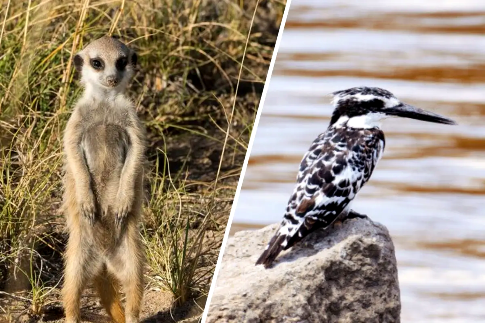 Botswana und Simbabwe Reisen
