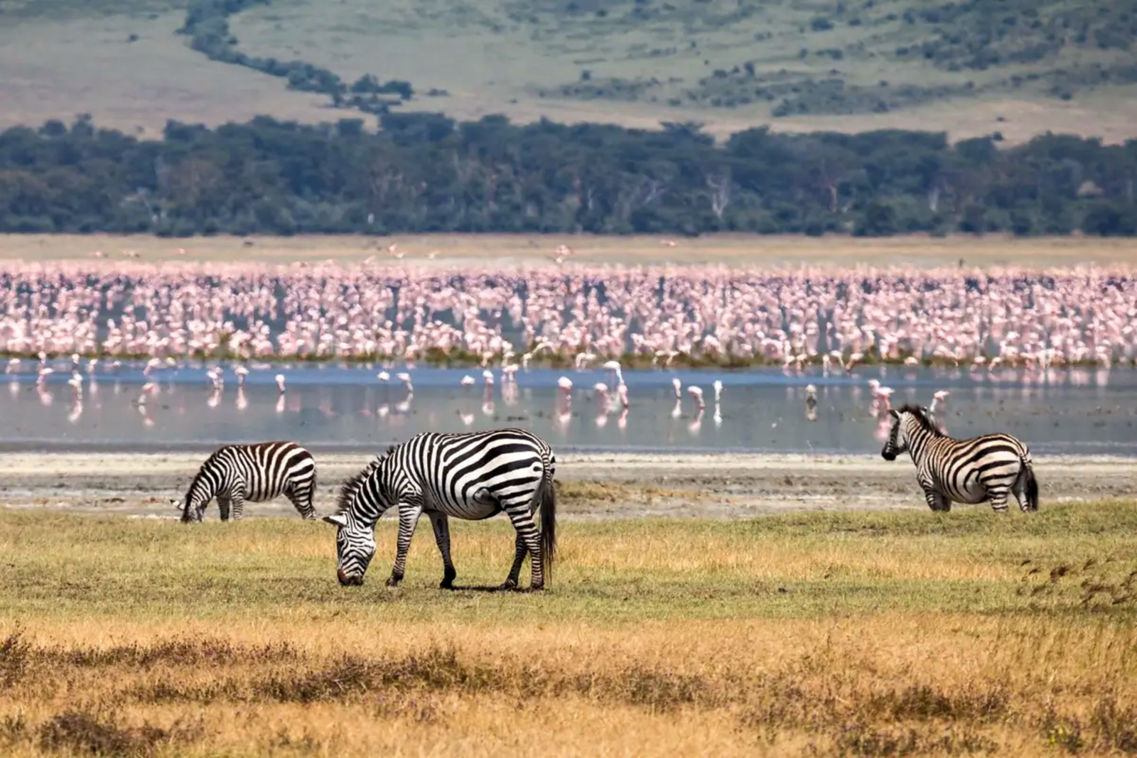 Zebras und Flamingos im Okavango Delta
